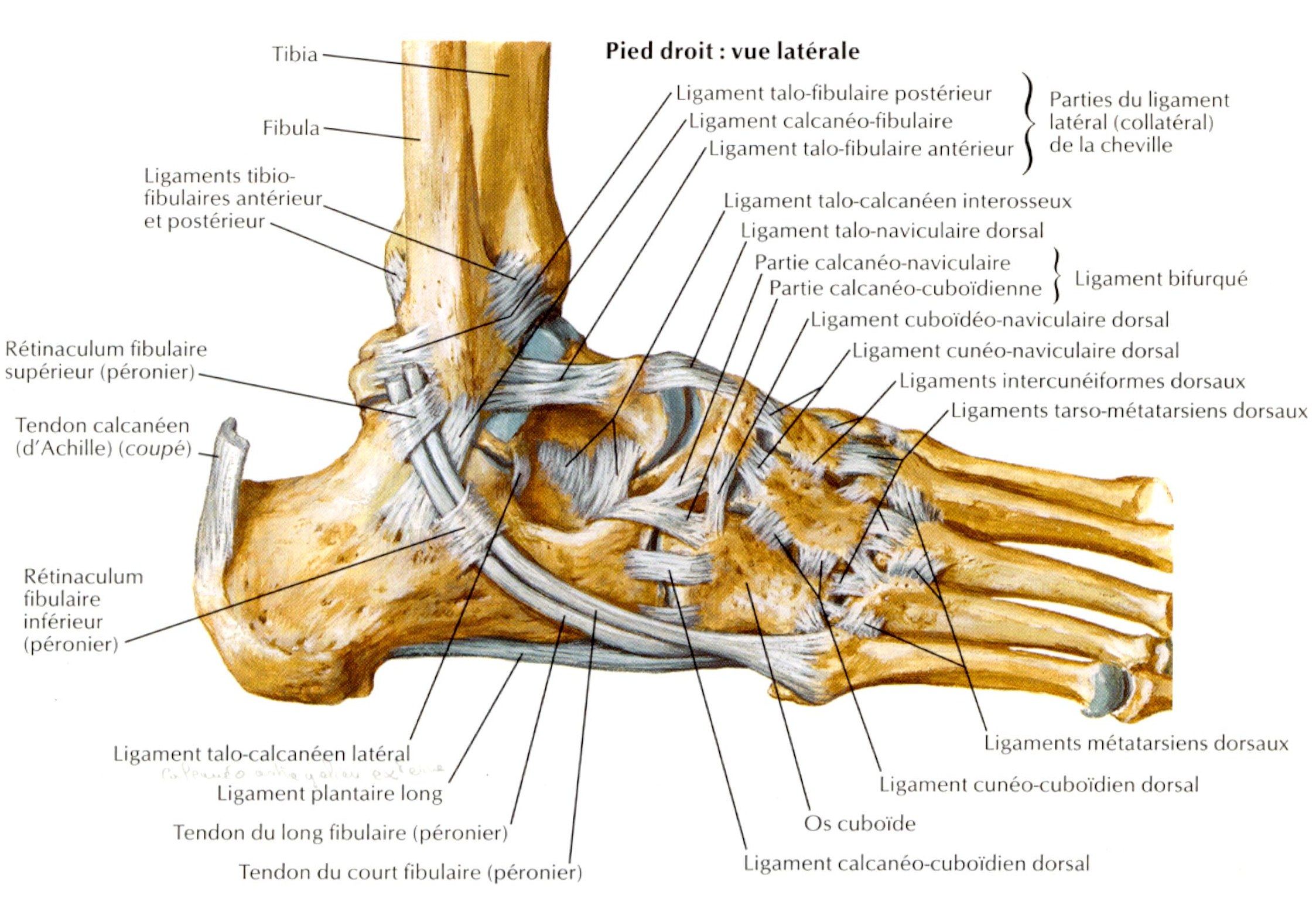 Tenon Mortaise Cheville Anatomie BYTKCK